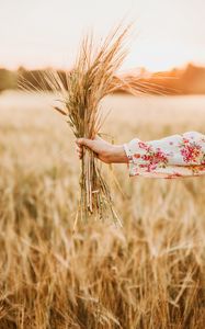 Preview wallpaper spikelets, bouquet, hand, field, barley