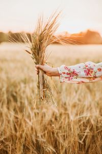 Preview wallpaper spikelets, bouquet, hand, field, barley