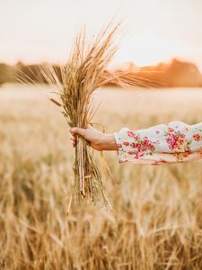 Preview wallpaper spikelets, bouquet, hand, field, barley