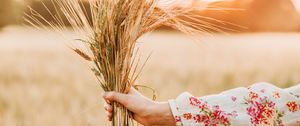 Preview wallpaper spikelets, bouquet, hand, field, barley