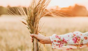 Preview wallpaper spikelets, bouquet, hand, field, barley