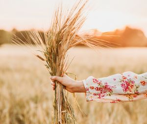 Preview wallpaper spikelets, bouquet, hand, field, barley