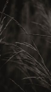 Preview wallpaper spikelets, grass, plant, macro