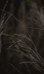 Preview wallpaper spikelets, grass, plant, macro