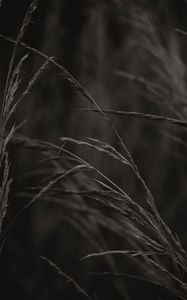 Preview wallpaper spikelets, grass, plant, macro