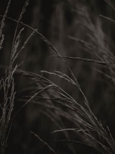 Preview wallpaper spikelets, grass, plant, macro