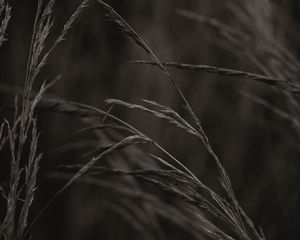 Preview wallpaper spikelets, grass, plant, macro