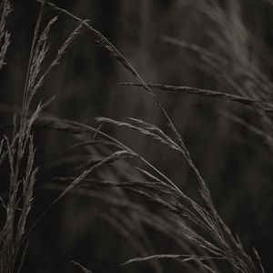 Preview wallpaper spikelets, grass, plant, macro