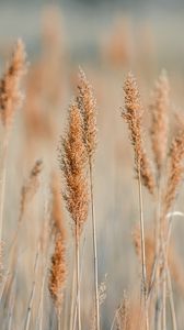 Preview wallpaper spikelets, grass, plants, brown, macro