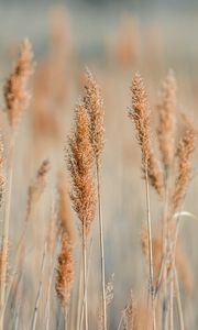 Preview wallpaper spikelets, grass, plants, brown, macro