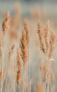 Preview wallpaper spikelets, grass, plants, brown, macro