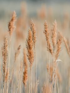 Preview wallpaper spikelets, grass, plants, brown, macro