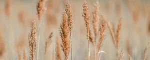 Preview wallpaper spikelets, grass, plants, brown, macro