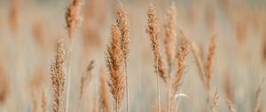 Preview wallpaper spikelets, grass, plants, brown, macro