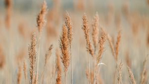Preview wallpaper spikelets, grass, plants, brown, macro