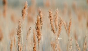 Preview wallpaper spikelets, grass, plants, brown, macro