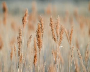 Preview wallpaper spikelets, grass, plants, brown, macro