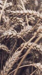 Preview wallpaper spikelets, plant, ripe