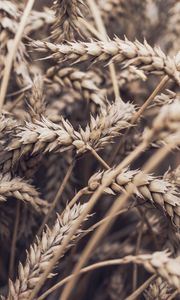 Preview wallpaper spikelets, plant, ripe