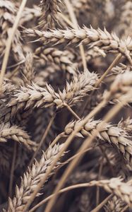 Preview wallpaper spikelets, plant, ripe