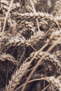 Preview wallpaper spikelets, plant, ripe