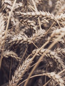 Preview wallpaper spikelets, plant, ripe