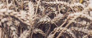 Preview wallpaper spikelets, plant, ripe