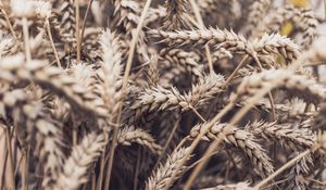 Preview wallpaper spikelets, plant, ripe