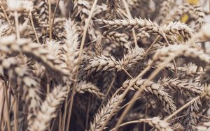 Preview wallpaper spikelets, plant, ripe