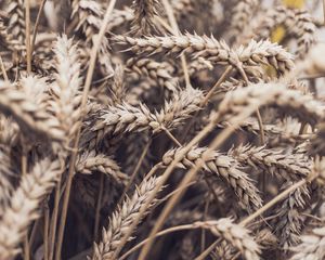 Preview wallpaper spikelets, plant, ripe