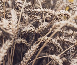 Preview wallpaper spikelets, plant, ripe