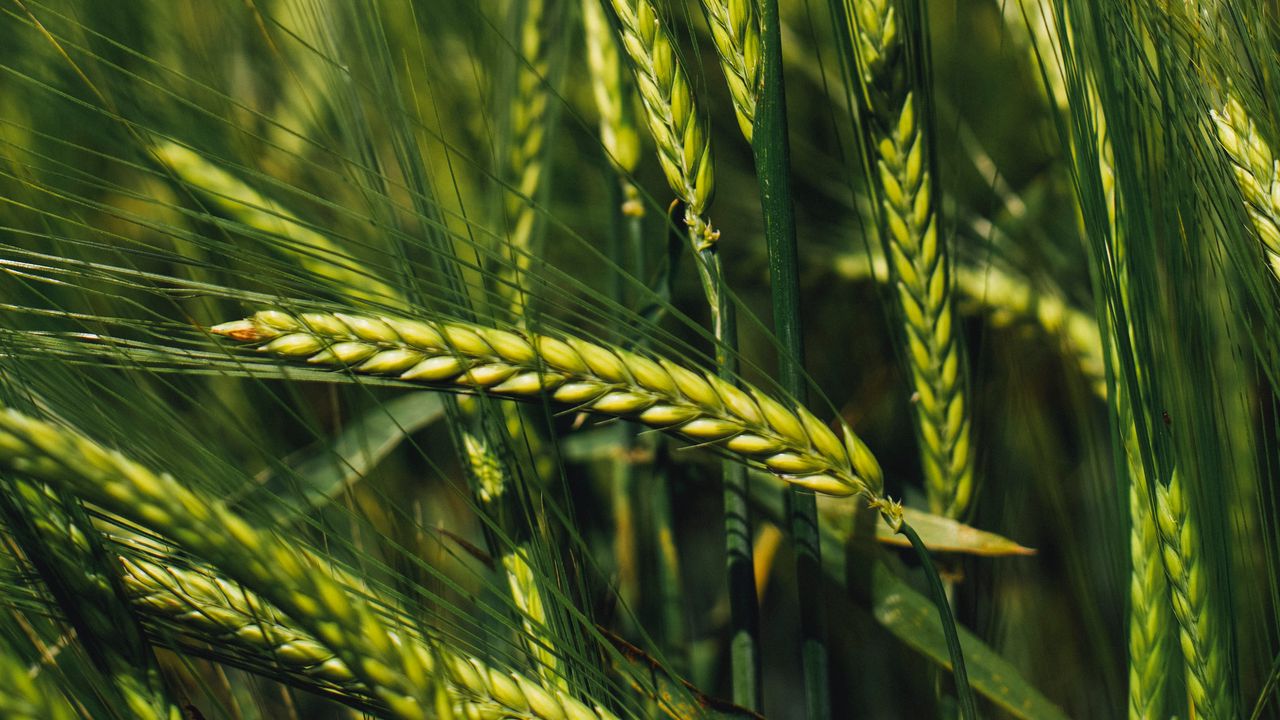 Wallpaper spikelets, rye, green, seeds, closeup