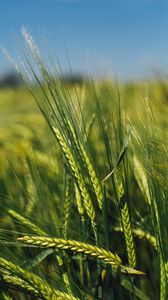 Preview wallpaper spikelets, rye, green, seeds, closeup