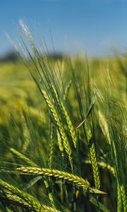 Preview wallpaper spikelets, rye, green, seeds, closeup