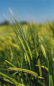 Preview wallpaper spikelets, rye, green, seeds, closeup