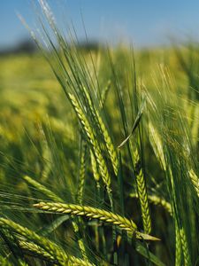 Preview wallpaper spikelets, rye, green, seeds, closeup