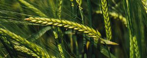 Preview wallpaper spikelets, rye, green, seeds, closeup