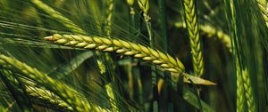 Preview wallpaper spikelets, rye, green, seeds, closeup