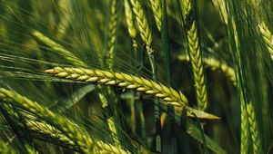 Preview wallpaper spikelets, rye, green, seeds, closeup