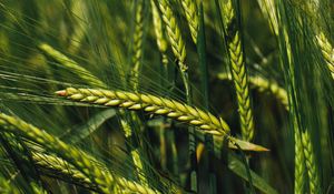 Preview wallpaper spikelets, rye, green, seeds, closeup