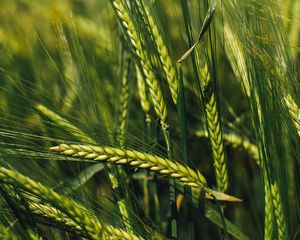 Preview wallpaper spikelets, rye, green, seeds, closeup