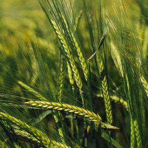 Preview wallpaper spikelets, rye, green, seeds, closeup