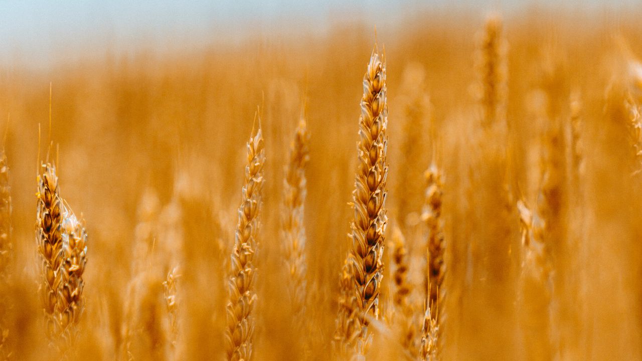 Wallpaper spikelets, wheat, cereals, field, blur
