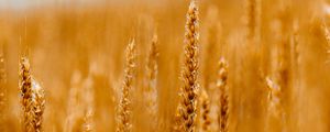 Preview wallpaper spikelets, wheat, cereals, field, blur