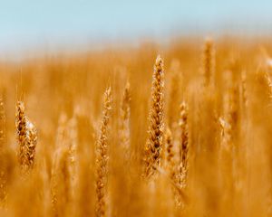 Preview wallpaper spikelets, wheat, cereals, field, blur
