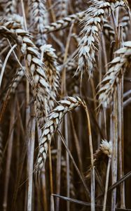 Preview wallpaper spikelets, wheat, dry, grain, cereals