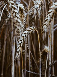 Preview wallpaper spikelets, wheat, dry, grain, cereals