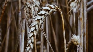 Preview wallpaper spikelets, wheat, dry, grain, cereals