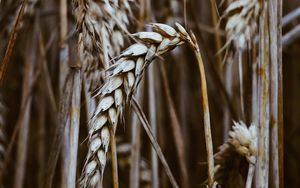 Preview wallpaper spikelets, wheat, dry, grain, cereals