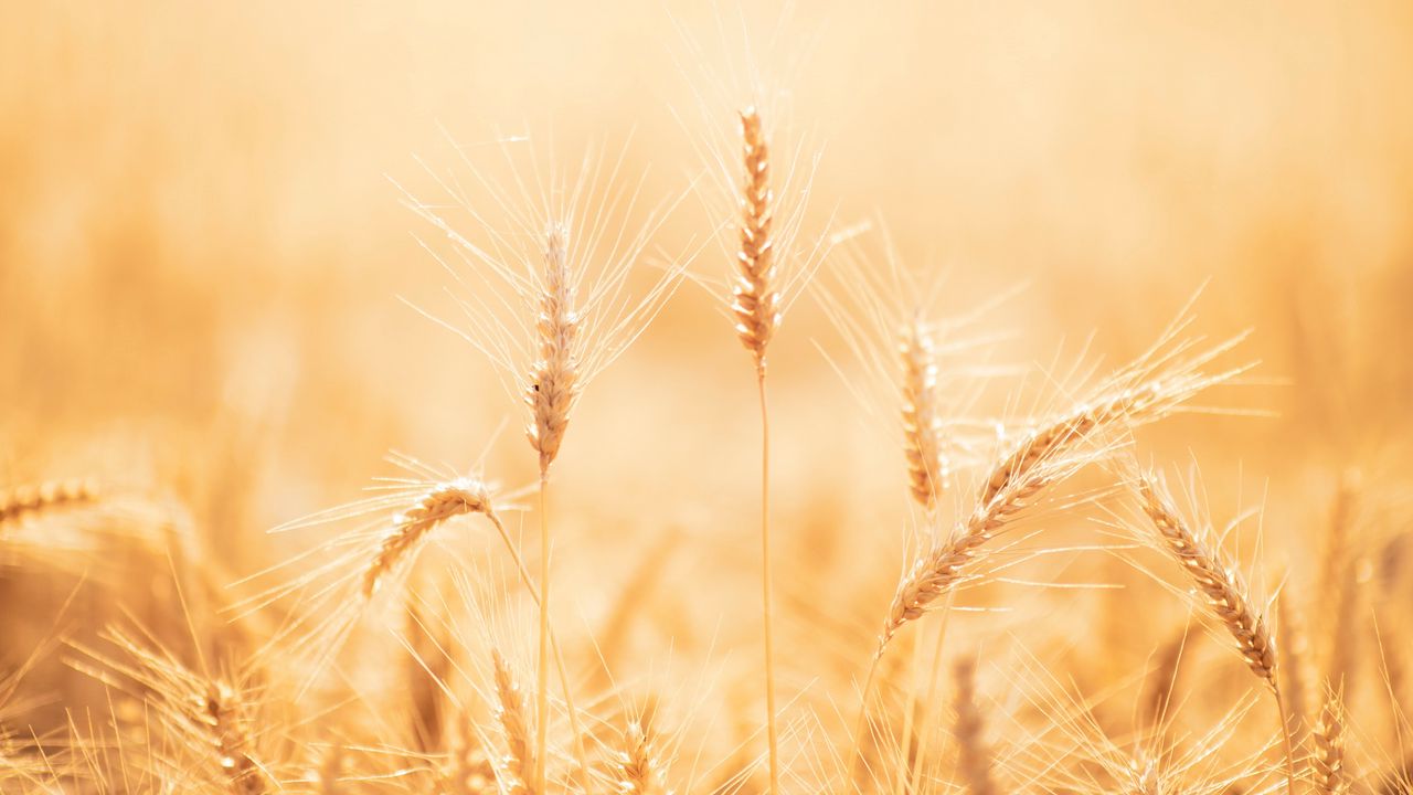 Wallpaper spikelets, wheat, field, dry, harvest
